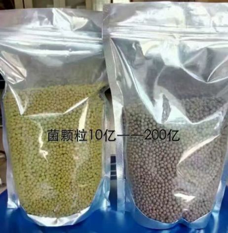 點(diǎn)擊查看詳細(xì)信息<br>標(biāo)題：枯草芽孢桿菌菌劑顆粒 閱讀次數(shù)：4027
