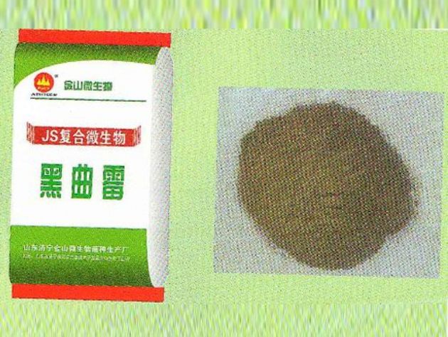 點(diǎn)擊查看詳細(xì)信息<br>標(biāo)題：黑曲霉 閱讀次數(shù)：2765