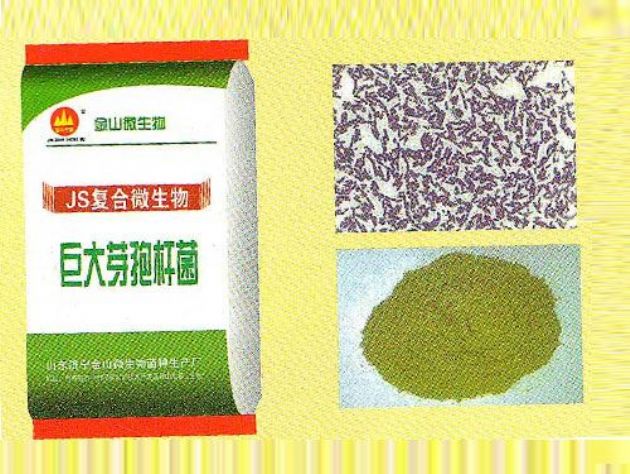 點(diǎn)擊查看詳細(xì)信息<br>標(biāo)題：巨大芽孢桿菌 閱讀次數(shù)：2662